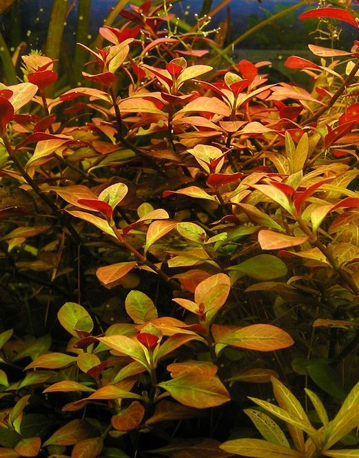 Hovedbilde Ludwigia mesakana
