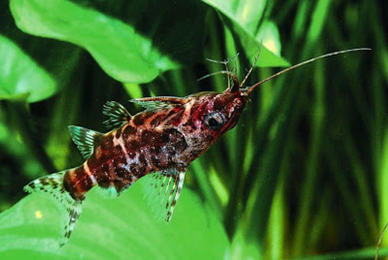 Synodontis Nigriventris