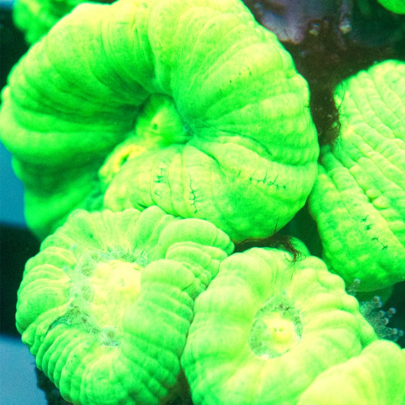  Green Trumpet  Caulastraea 