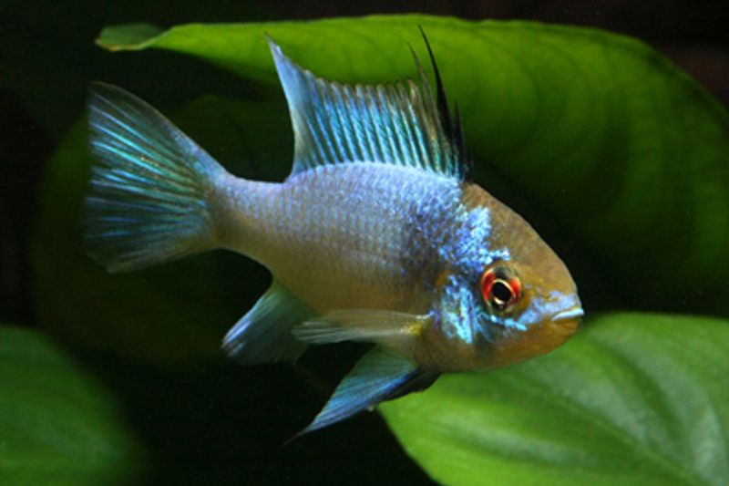 Sommerfugl Ciklide Electric Blue