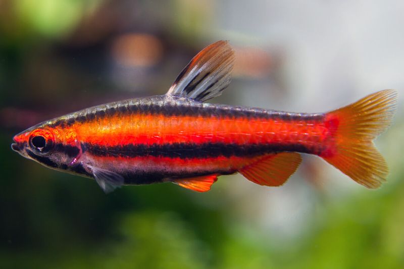 Nannostomus mortenthaleri