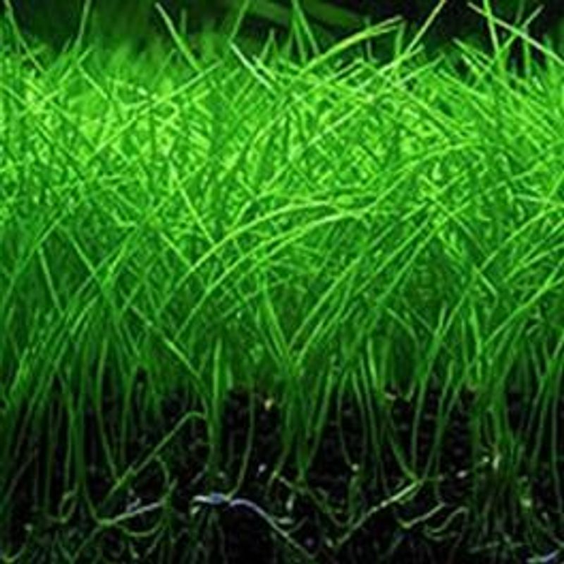 Eleocharis acicularis 