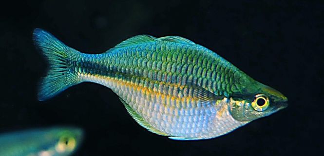 Hovedbilde  Blå Regnbuefisk 5-6cm