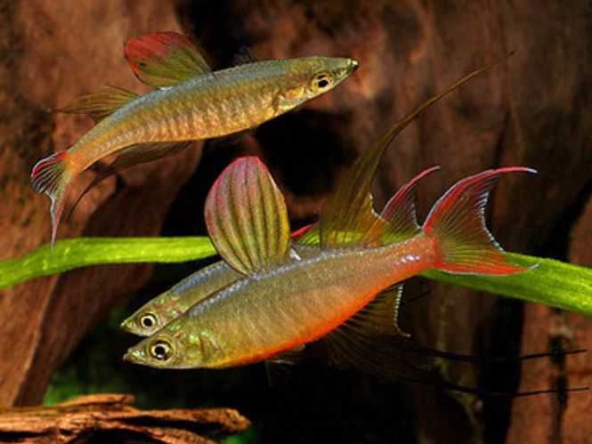 Hovedbilde Iriatherina Werneri 
