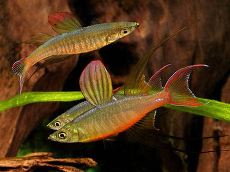 Iriatherina Werneri 