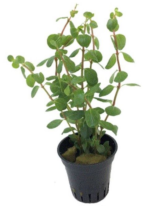 Hovedbilde Rotala Macranda 