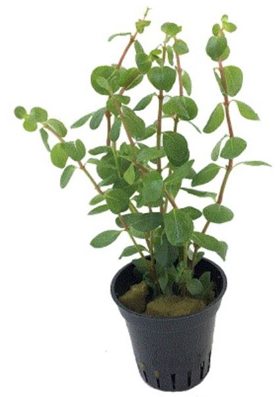 Rotala Macranda 