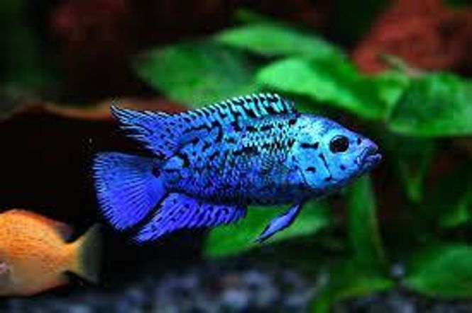 Hovedbilde Jack Dempsey Electric Blue 4-5cm