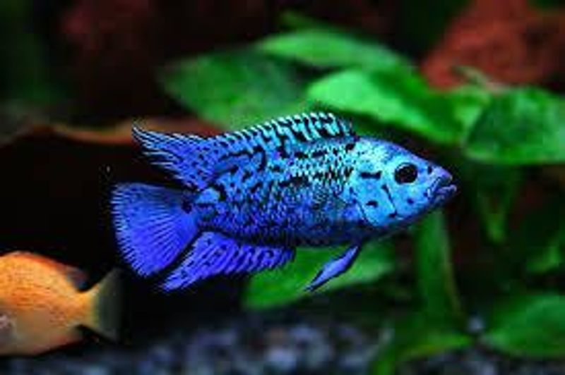 Jack Dempsey Electric Blue 4-5cm