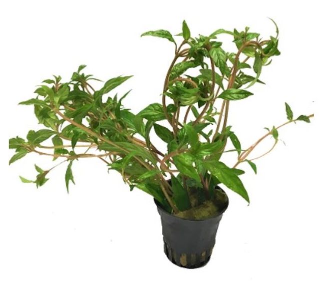 Hovedbilde Hygrophila pantanal 
