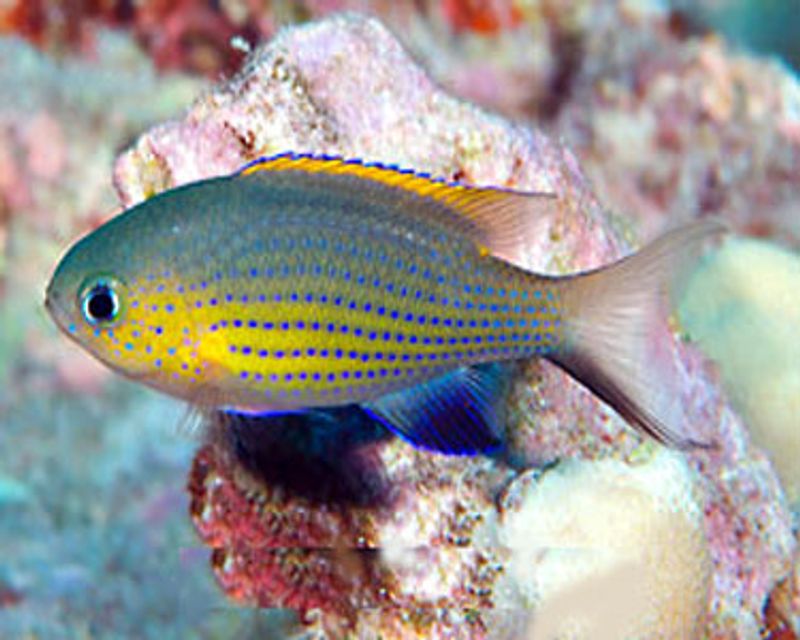 Chromis	Vanderbilt