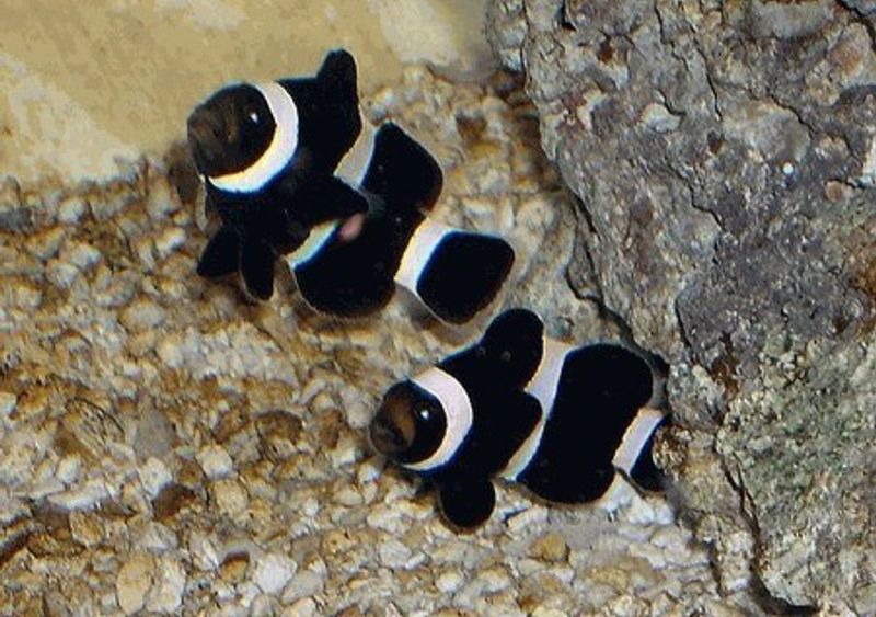 Klovnefisk sort / Amphiprion ocellaris