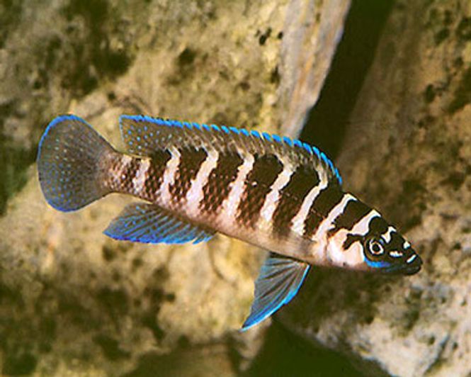 Hovedbilde Neolamprologus cylindricus