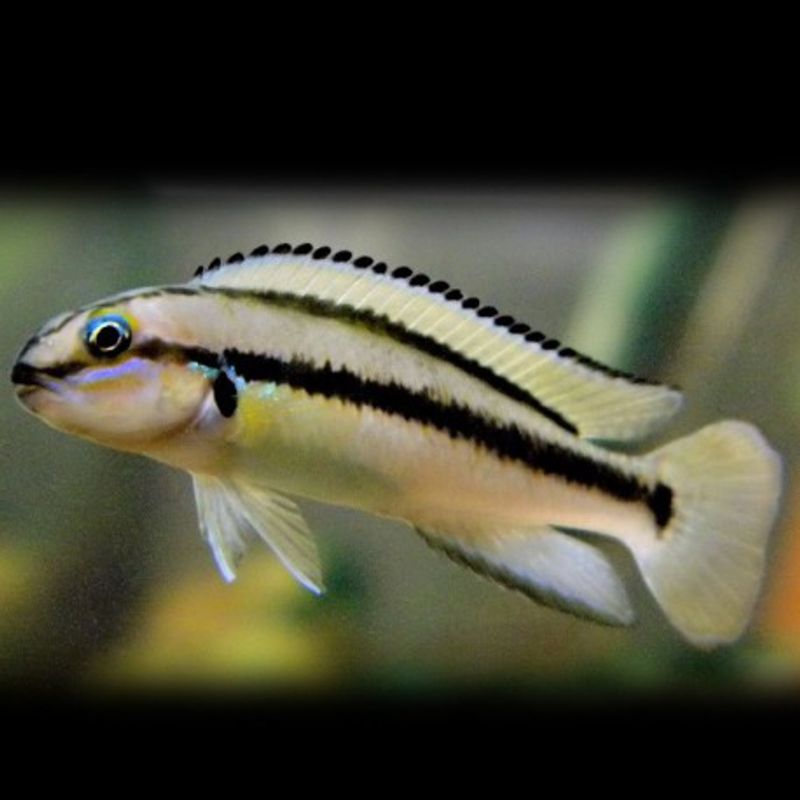 Telmatochromis vittatus Shell 3,5-5cm