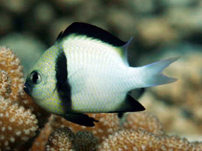 Hovedbilde Cloudy dascyllus / Dascyllus carneus