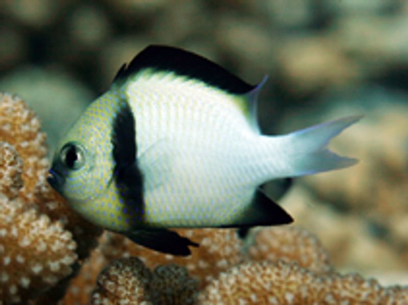 Cloudy dascyllus / Dascyllus carneus