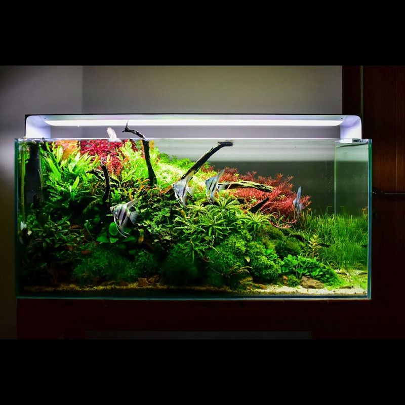 ONF Flat One Plus LED light - 60 cm (5600 lm, 70 W) - Akvarieboden
