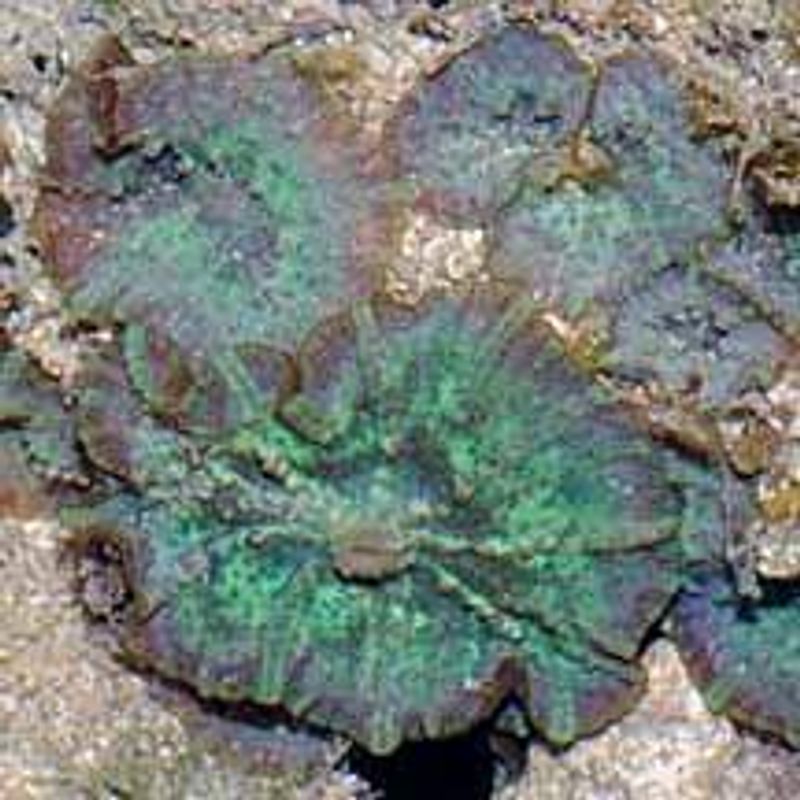 Discosoma nummiforme