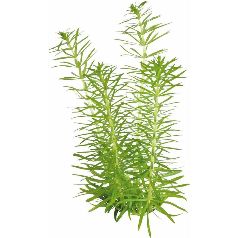 Easy Grow Pogostemon Erectus Invitro