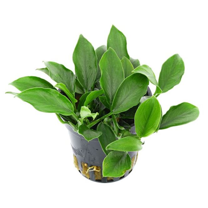 Hovedbilde Anubias Nana 