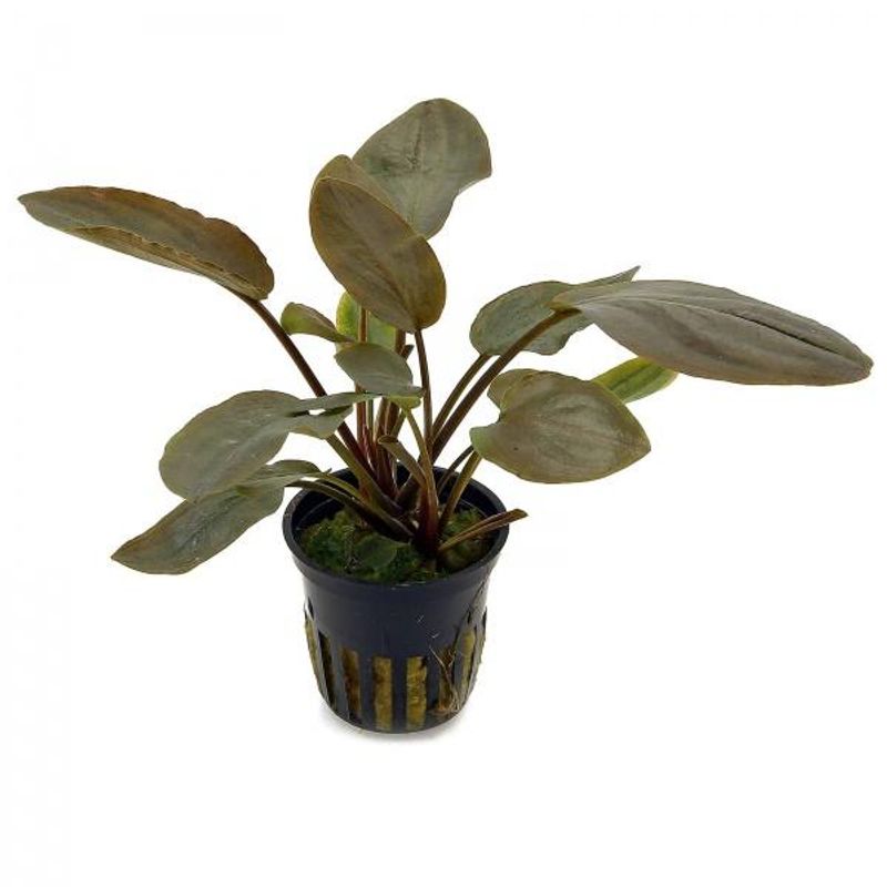Lagenandra meeboldii 