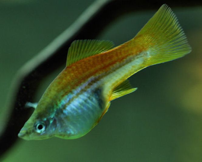 Hovedbilde Sverdrager Grøn 