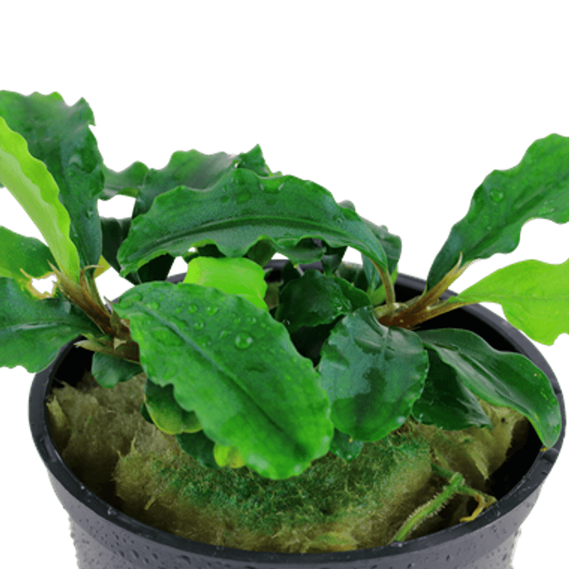 Bucephalandra pygmaea 'Wavy Green'
