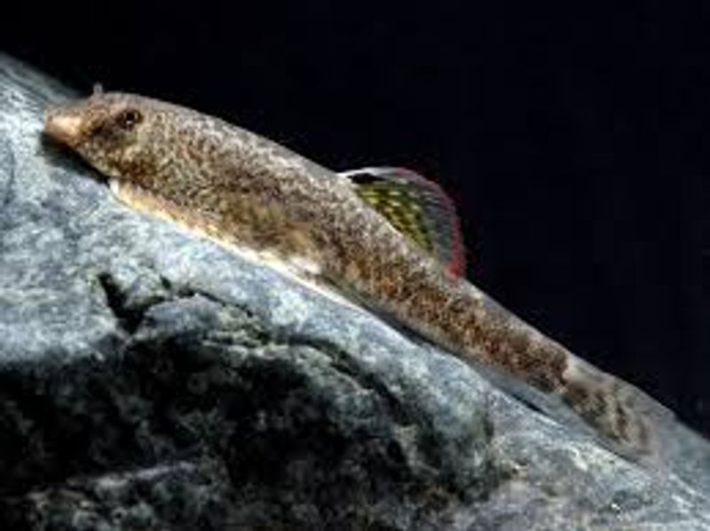 Pseudogastromyzon	myersi	
