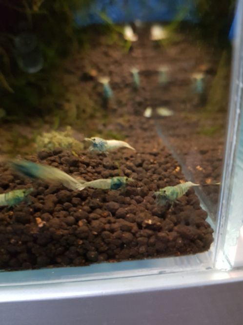 Hovedbilde Cardina Steel Blue AAA 