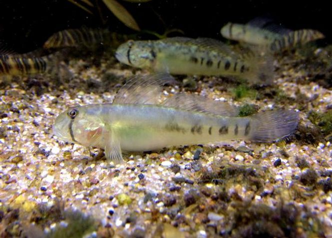 Hovedbilde Oligolepis acutipennis  (Sharptail Goby )
