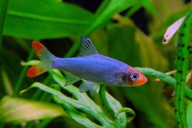 Hovedbilde sawbwa resplendens