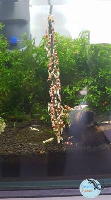 Hovedbilde SHRIMP LOLLIES ASTAXANTHIN, 20CM, 10 STK.