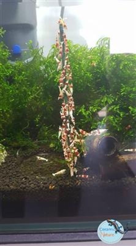 SHRIMP LOLLIES MINERALER, 20CM, 10 STK.
