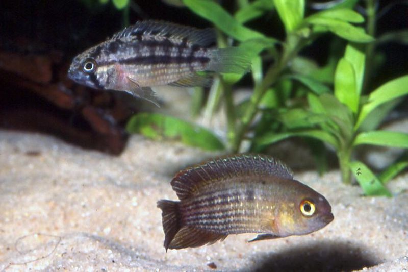 Nannacara taenia