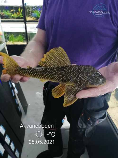 Hovedbilde L014 Scobinancistrus aureatus 30-35cm