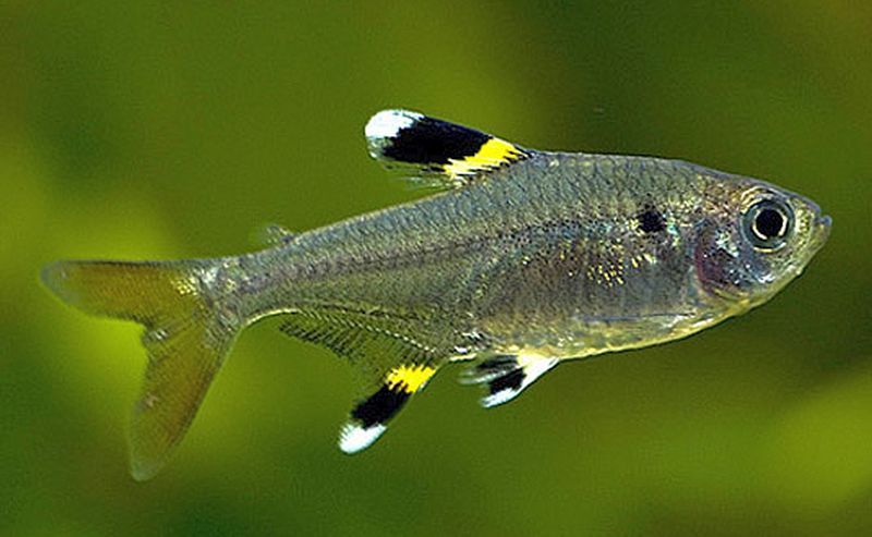  Pristella tetra