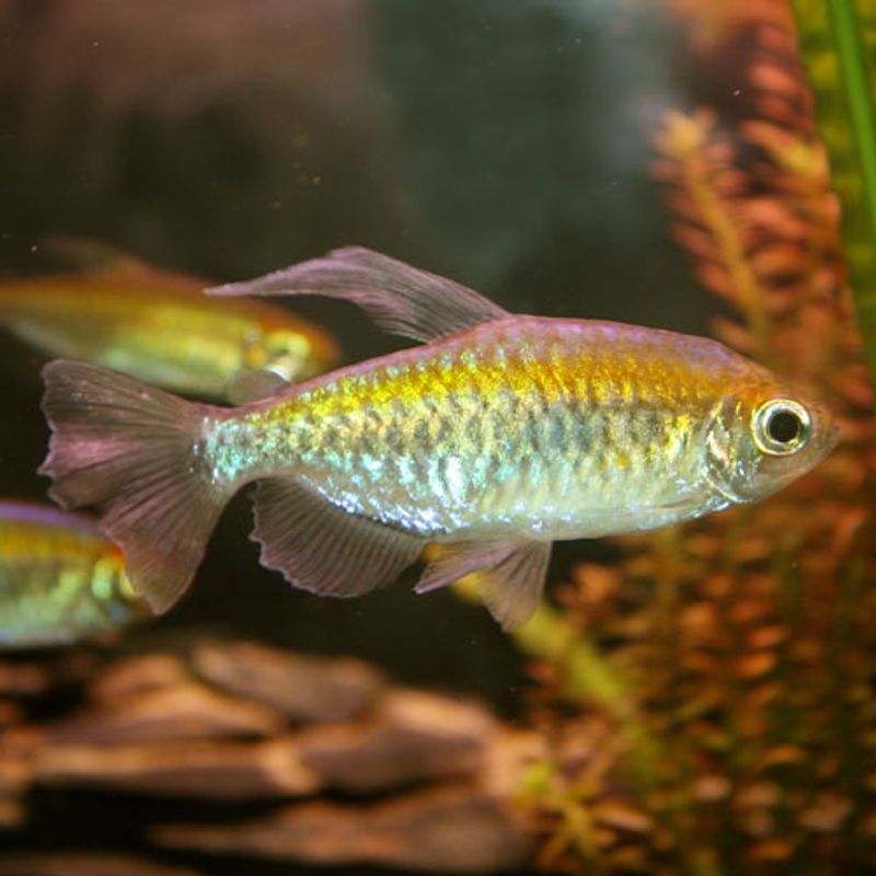 Kongotetra 