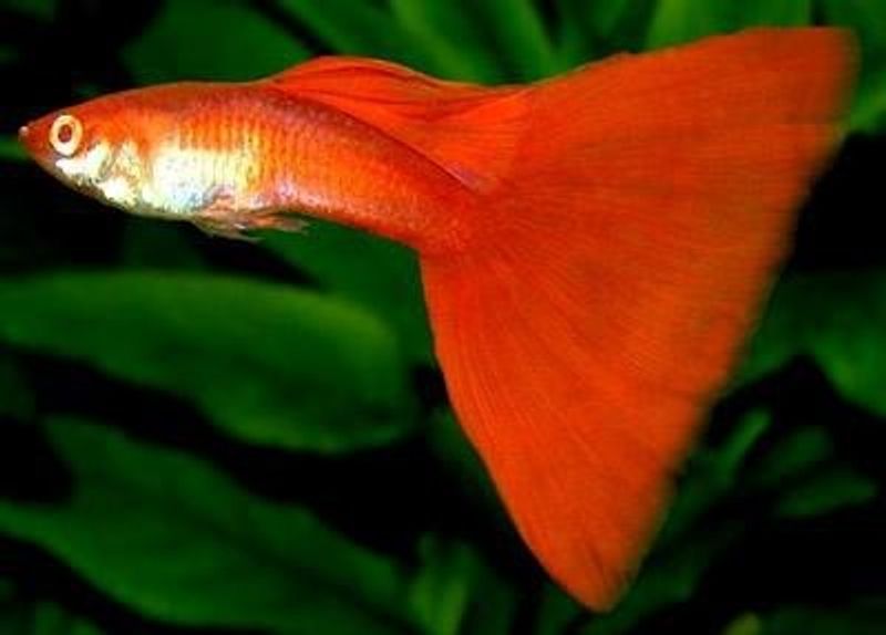 Guppy Poecilia Reticulata Red Neon Par 