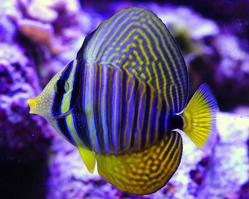 Sailfin Kirug 6-8cm Zebrasoma desjardinii