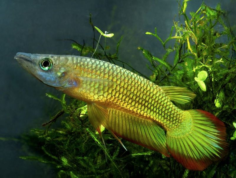  Aplocheilus Lineatus Golden XL