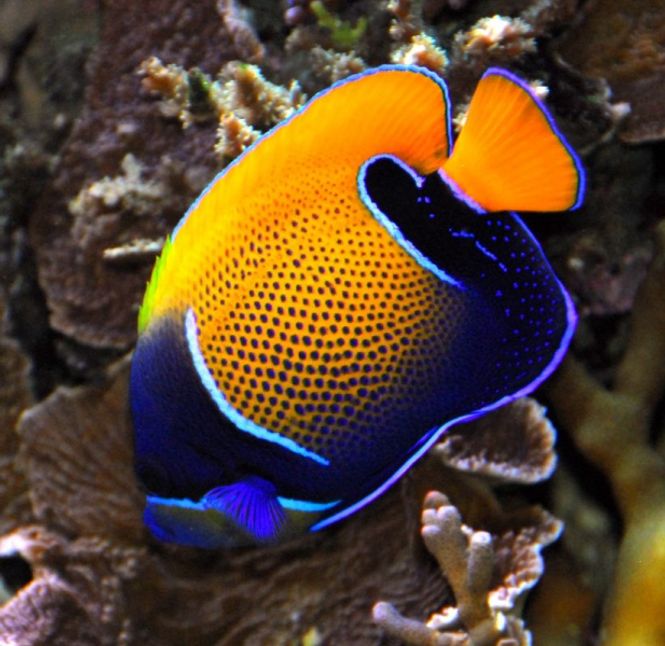 Hovedbilde Pomacanthus Navarchus 6-8cm