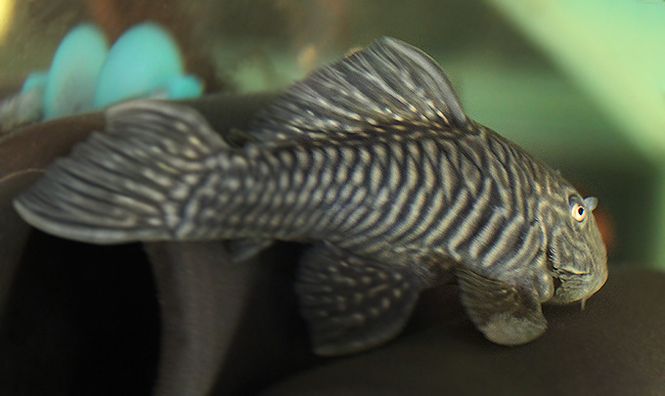 Hovedbilde  Parancistrus aurantiacus 7-8cm