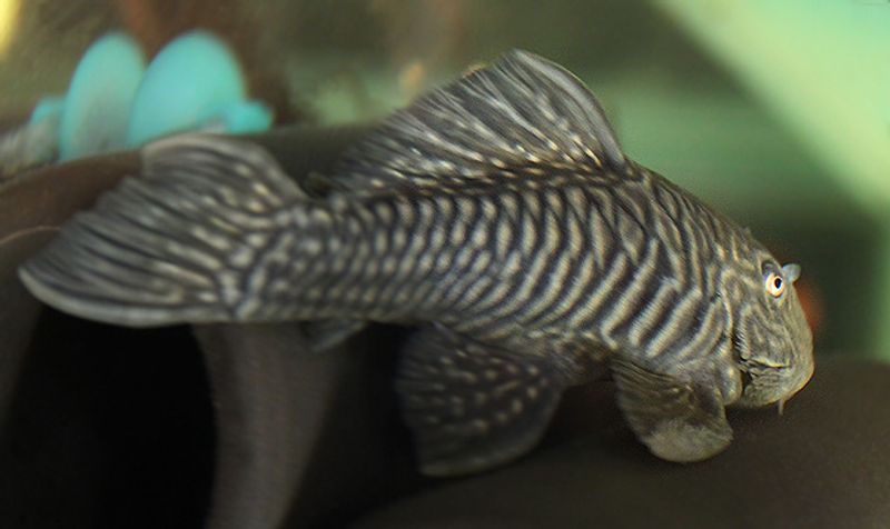  Parancistrus aurantiacus 7-8cm