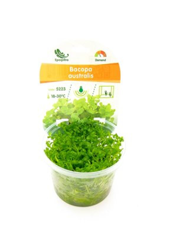 BACOPA AUSTRALIS EPAQVITRO