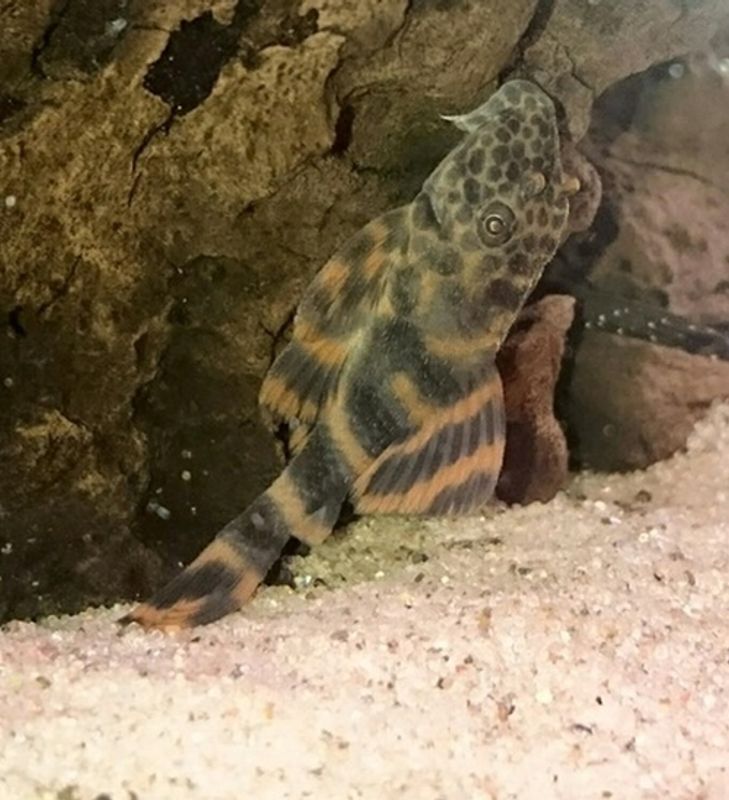 L387 Ancistomus 3-4cm