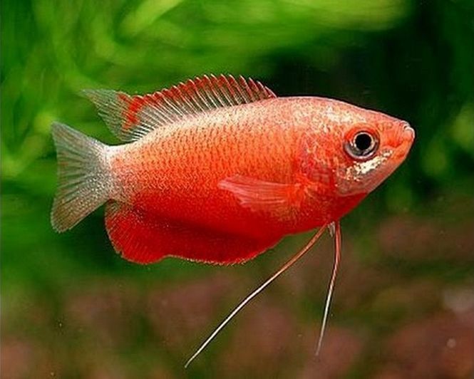Hovedbilde Colisa chuna Super Red