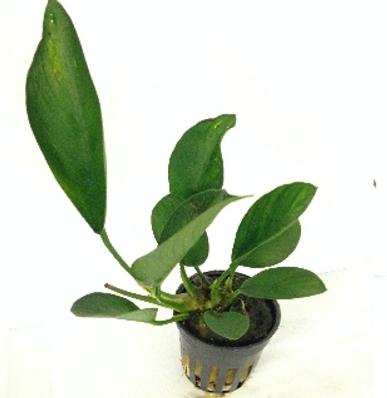 Anubias congensis Akvarieplante