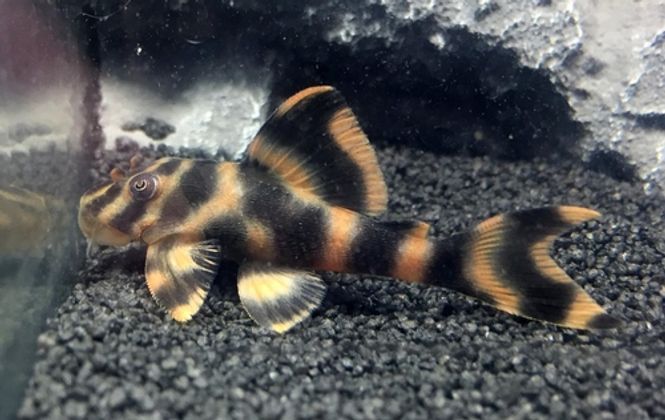 Hovedbilde L209 peckoltia sp. Red Tiger 3-4 cm
