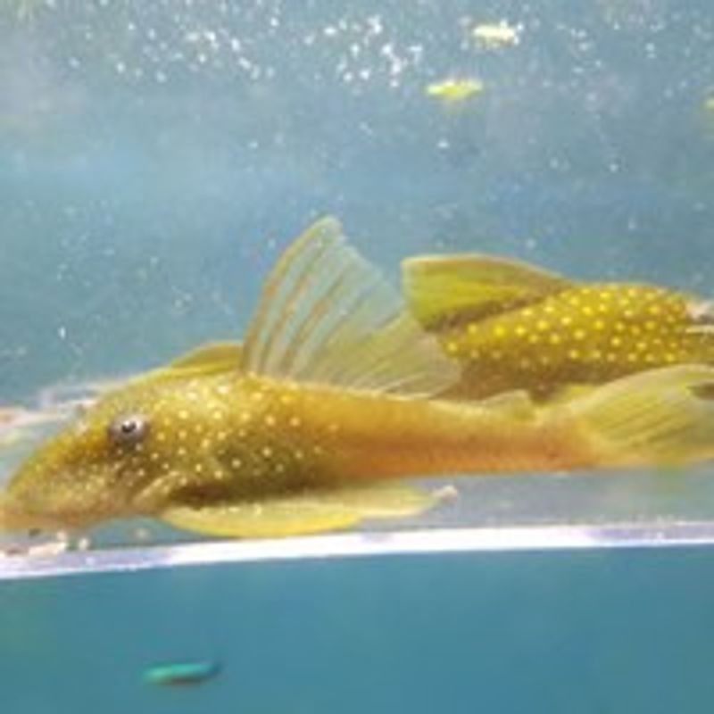 L200 Hemiancistrus subviridis VF 10-12CM