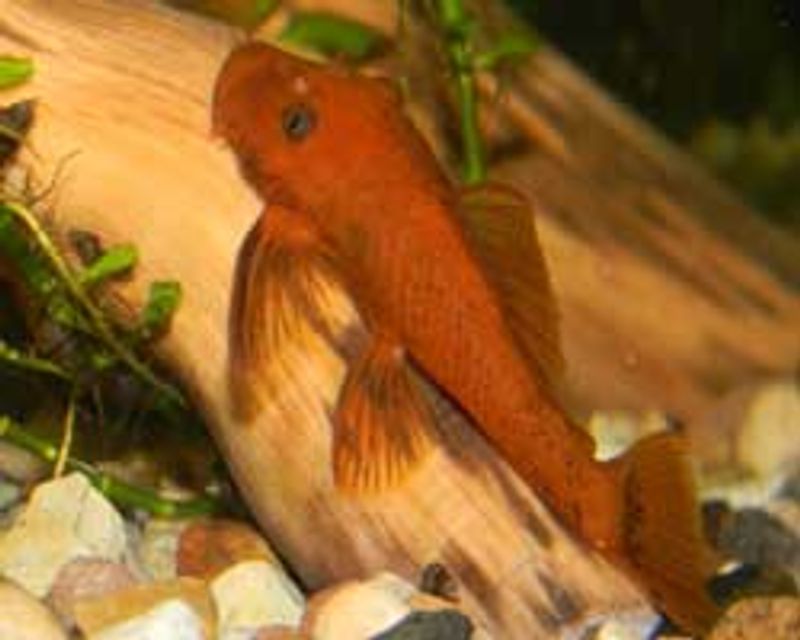  Ancistrus sp. «super red» Longfin 9-10cm